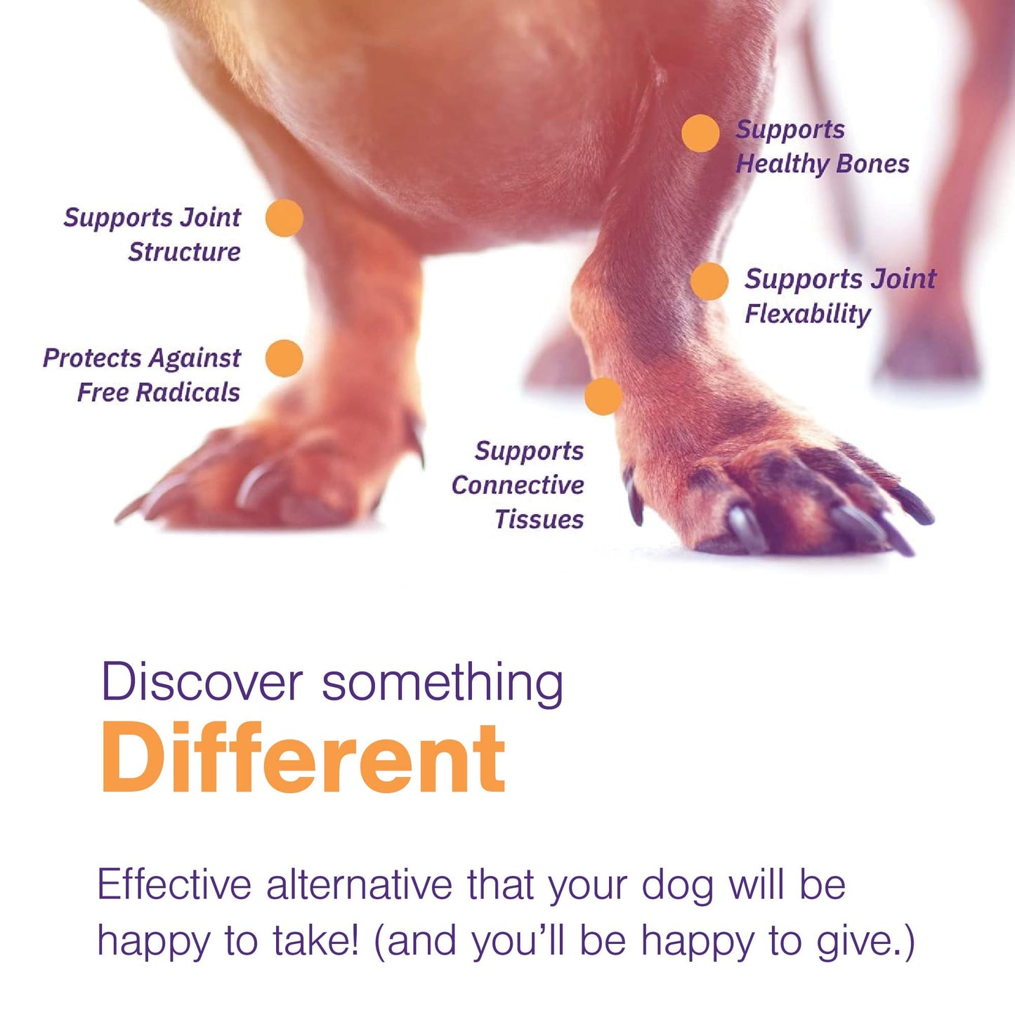 Joint Support Supplement for Dogs - Hip and Joint Support - Dog Joint Supplement - Hip and Joint Supplement Dogs - 60 Soft Chews for Medium Dogs (By Virbac)